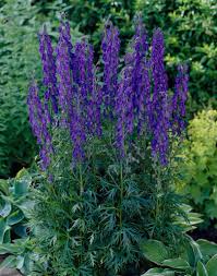 Image result for Aconitum napellus