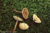 Image result for Melanoleuca rasilis var. pseudoluscina