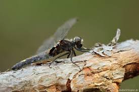 Attēlu rezultāti vaicājumam “Leucorrhinia pectoralis female”
