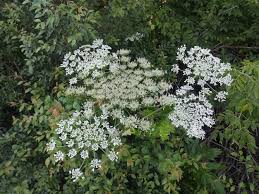 Attēlu rezultāti vaicājumam “Heracleum sosnowskyi flower”