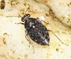 Attēlu rezultāti vaicājumam “Saldula saltatoria”