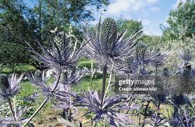 Image result for Alpendistel