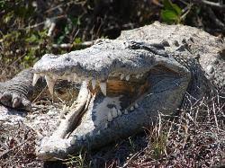 Image result for Crocodylus acutus