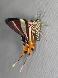 Attēlu rezultāti vaicājumam “Eupithecia venosata”