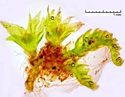 Attēlu rezultāti vaicājumam “Cephalozia bicuspidata sporophyte”