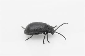 Attēlu rezultāti vaicājumam “Galeruca tanaceti”