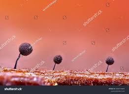 Attēlu rezultāti vaicājumam “Comatricha sp.”