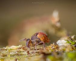 Attēlu rezultāti vaicājumam “Ptenothrix sp.”