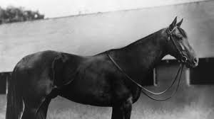 Image result for Kings Ranch Riding School/Club