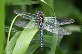 Attēlu rezultāti vaicājumam “Brachytron pratense”