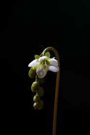 Attēlu rezultāti vaicājumam “Drosera x obovata leaf”
