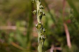 Attēlu rezultāti vaicājumam “Herminium monorchis”