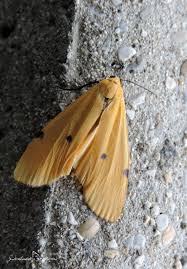 Attēlu rezultāti vaicājumam “Lithosia quadra male”