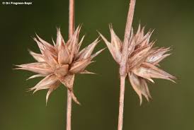 Attēlu rezultāti vaicājumam “Juncus capitatus”