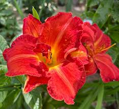 Image result for Hemerocallis `Moses Fire`