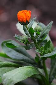 Attēlu rezultāti vaicājumam “Calendula officinalis leaf”