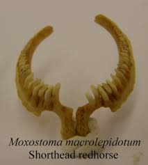 Image result for Moxostoma macrolepidotum