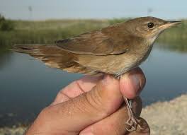 Image result for Locustella luscinioides