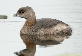 Image result for Podilymbus podiceps