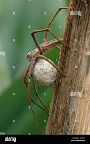 Attēlu rezultāti vaicājumam “Pisaura mirabilis cocoon”