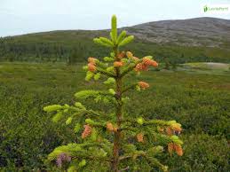 Attēlu rezultāti vaicājumam “Picea abies male flower”