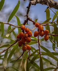 Attēlu rezultāti vaicājumam “Hippophae rhamnoides leaf”