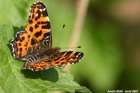 Attēlu rezultāti vaicājumam “Araschnia levana underside”