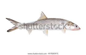 Image result for Elops saurus