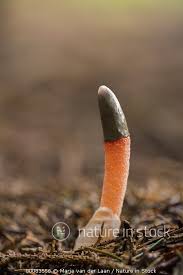 Attēlu rezultāti vaicājumam “Mutinus caninus”