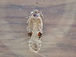 Attēlu rezultāti vaicājumam “Agonopterix alstromeriana”