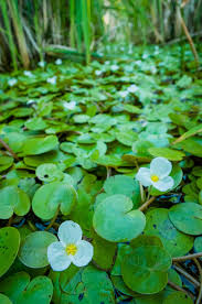 Attēlu rezultāti vaicājumam “Hydrocharis morsus-ranae fruit”