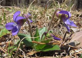 Attēlu rezultāti vaicājumam “Viola rupestris bud”