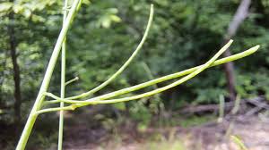 Attēlu rezultāti vaicājumam “Cardaminopsis arenosa leaf”