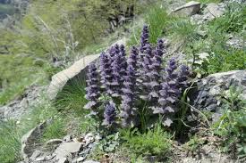 Attēlu rezultāti vaicājumam “Ajuga pyramidalis leaf”