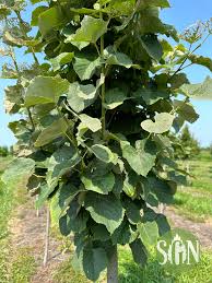 Attēlu rezultāti vaicājumam “Tilia”