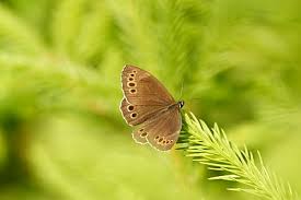 Attēlu rezultāti vaicājumam “Lopinga achine underside”