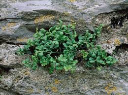 Attēlu rezultāti vaicājumam “Asplenium ruta-muraria”