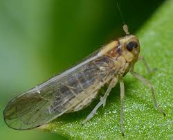 Attēlu rezultāti vaicājumam “Delphacidae”