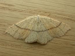 Attēlu rezultāti vaicājumam “Cyclophora punctaria”