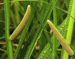 Image result for Acorus calamus