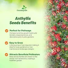 Attēlu rezultāti vaicājumam “Anthyllis arenaria flower”