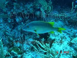 Image result for Lutjanus apodus