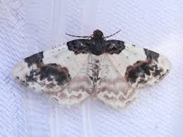 Attēlu rezultāti vaicājumam “Ligdia adustata”