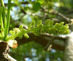 Attēlu rezultāti vaicājumam “Ginkgo biloba female flower”