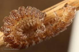 Attēlu rezultāti vaicājumam “Polypogon tentacularius”
