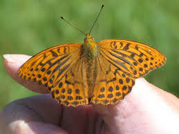 Attēlu rezultāti vaicājumam “Argynnis paphia”