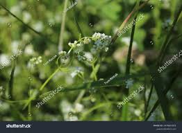 Attēlu rezultāti vaicājumam “Galium palustre leaf”
