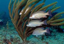 Image result for Lutjanus alexandrei