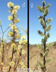 Attēlu rezultāti vaicājumam “Salix triandra male flower”