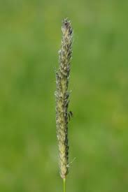 Attēlu rezultāti vaicājumam “Alopecurus pratensis fruit”